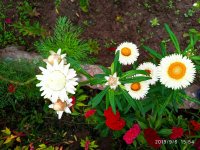 IMG-20190906-WA0009.jpg IMG-20190906-WA0009.jpg