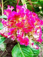 IMG-20190906-WA0008.jpg IMG-20190906-WA0008.jpg
