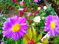 IMG-20190906-WA0005.jpg IMG-20190906-WA0005.jpg