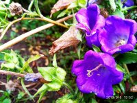 IMG-20190906-WA0003.jpg IMG-20190906-WA0003.jpg