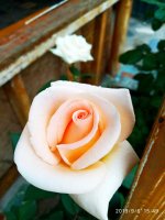 IMG-20190906-WA0002.jpg IMG-20190906-WA0002.jpg