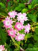 IMG-20190906-WA0039.jpg IMG-20190906-WA0039.jpg