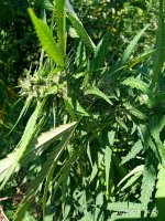 IMG-20190907-WA0010.jpg IMG-20190907-WA0010.jpg