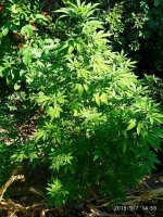 IMG-20190907-WA0007.jpg IMG-20190907-WA0007.jpg