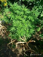 IMG-20190907-WA0006.jpg IMG-20190907-WA0006.jpg