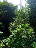 IMG-20190907-WA0002.jpg IMG-20190907-WA0002.jpg