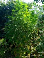 IMG-20190907-WA0001.jpg IMG-20190907-WA0001.jpg
