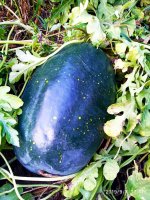 IMG-20190907-WA0011.jpg IMG-20190907-WA0011.jpg