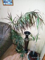 IMG-20190907-WA0015.jpg IMG-20190907-WA0015.jpg