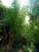 IMG-20190908-WA0009.jpg IMG-20190908-WA0009.jpg