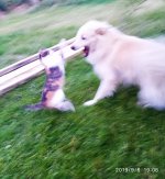 IMG-20190908-WA0021.jpg IMG-20190908-WA0021.jpg