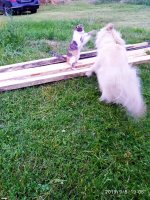 IMG-20190908-WA0018.jpg IMG-20190908-WA0018.jpg
