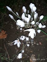 IMG-20190909-WA0022.jpg IMG-20190909-WA0022.jpg