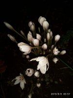 IMG-20190909-WA0005.jpg IMG-20190909-WA0005.jpg