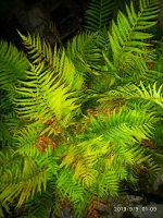 IMG-20190909-WA0021.jpg IMG-20190909-WA0021.jpg