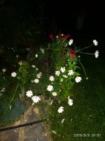 IMG-20190909-WA0018.jpg IMG-20190909-WA0018.jpg