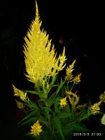 IMG-20190909-WA0017.jpg IMG-20190909-WA0017.jpg