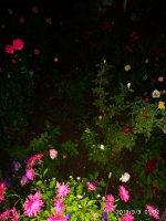 IMG-20190909-WA0016.jpg IMG-20190909-WA0016.jpg