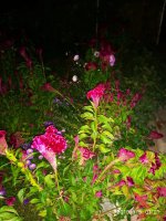 IMG-20190909-WA0012.jpg IMG-20190909-WA0012.jpg