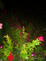 IMG-20190909-WA0011.jpg IMG-20190909-WA0011.jpg