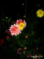 IMG-20190909-WA0010.jpg IMG-20190909-WA0010.jpg