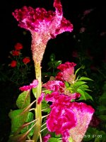 IMG-20190909-WA0009.jpg IMG-20190909-WA0009.jpg