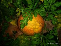 IMG-20190909-WA0004.jpg IMG-20190909-WA0004.jpg
