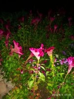 IMG-20190909-WA0002.jpg IMG-20190909-WA0002.jpg