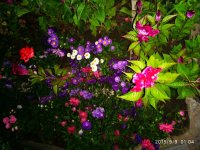IMG-20190909-WA0001.jpg IMG-20190909-WA0001.jpg