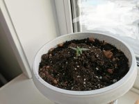 IMG_20190909_120857_595.jpg