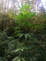 IMG_20190906_151833.jpg