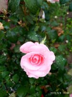 IMG-20190909-WA0025.jpg IMG-20190909-WA0025.jpg