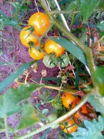 IMG-20190909-WA0048.jpg IMG-20190909-WA0048.jpg