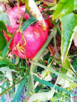 IMG-20190909-WA0046.jpg IMG-20190909-WA0046.jpg