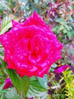 IMG-20190909-WA0043.jpg IMG-20190909-WA0043.jpg