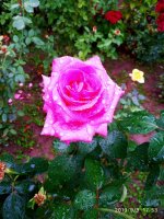 IMG-20190909-WA0042.jpg IMG-20190909-WA0042.jpg