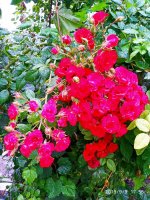 IMG-20190909-WA0039.jpg IMG-20190909-WA0039.jpg