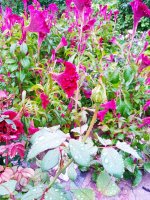 IMG-20190909-WA0038.jpg IMG-20190909-WA0038.jpg