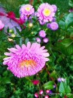 IMG-20190909-WA0036.jpg IMG-20190909-WA0036.jpg