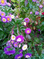 IMG-20190909-WA0035.jpg IMG-20190909-WA0035.jpg