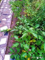 IMG-20190909-WA0034.jpg IMG-20190909-WA0034.jpg