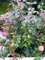 IMG-20190909-WA0031.jpg IMG-20190909-WA0031.jpg