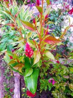 IMG-20190909-WA0029.jpg IMG-20190909-WA0029.jpg