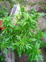 IMG-20190910-WA0007.jpg IMG-20190910-WA0007.jpg