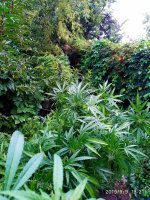 IMG-20190910-WA0006.jpg IMG-20190910-WA0006.jpg