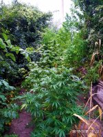 IMG-20190910-WA0005.jpg IMG-20190910-WA0005.jpg