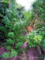 IMG-20190910-WA0004.jpg IMG-20190910-WA0004.jpg