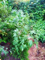 IMG-20190910-WA0003.jpg IMG-20190910-WA0003.jpg