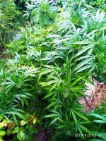 IMG-20190910-WA0001.jpg IMG-20190910-WA0001.jpg