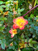 IMG-20190910-WA0031.jpg